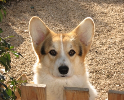 India "CORGILANDIA INDIANA" 17.11.2007 - 19.05.2016