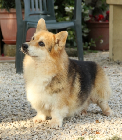 "Robbie" Ch. SHALLIANNE BLACK MAGIC  28.12.1998 &ndash; 28.07.2013