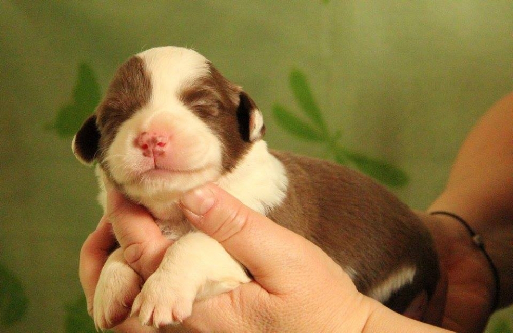 18 Febbraio 2018 - "Opalini di tutti i colori" - Blog La Terra dei Corgi