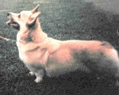 "Ginny" Ch.It. CORGILANDIA CRY BEFORE DAWN  12.01.1990 &ndash; 21.10.2003