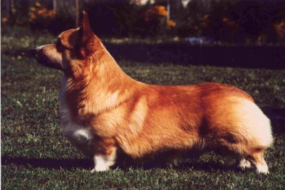 "Whisky" Ch.It.,RSM,Int.,Eu.,Mond.,Ripr. MY IMPRESSION OF SHALLIANNE  22.12.1988 &ndash; 20.09.2002