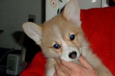 "Viola" CORGILANDIA VIOLACCIOCCA  19.11.2003 &ndash; 21.09.2006
