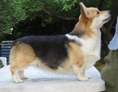 "Lara" COLWYN PRIVATE DANCER at CORGILANDIA  05.08.2002 &ndash; 17.08.2014