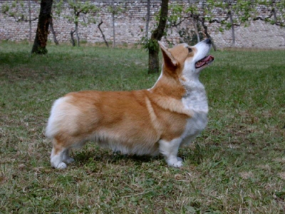 "Art&ugrave;" CORGILANDIA QUASIMODO  2000 &ndash;2011
