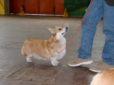 "Sally"  COLWIN TOPAZ AT CORGILANDIA  2000 &ndash;2011