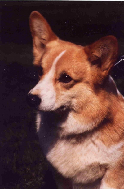 "Ambra" SHALLIANNE AMBER NECTAR  30.04.1989 &ndash; 15.09.2000