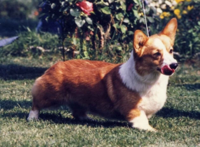 "Blossy" Ch.Int., BIS winner ICE  DIAMOND OF PEMLAND  12.01.1990 &ndash; 21.10.2003