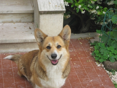 "Tala"  CORGILANDIA LISIURA  25.02.2003 &ndash; 28.09.2014