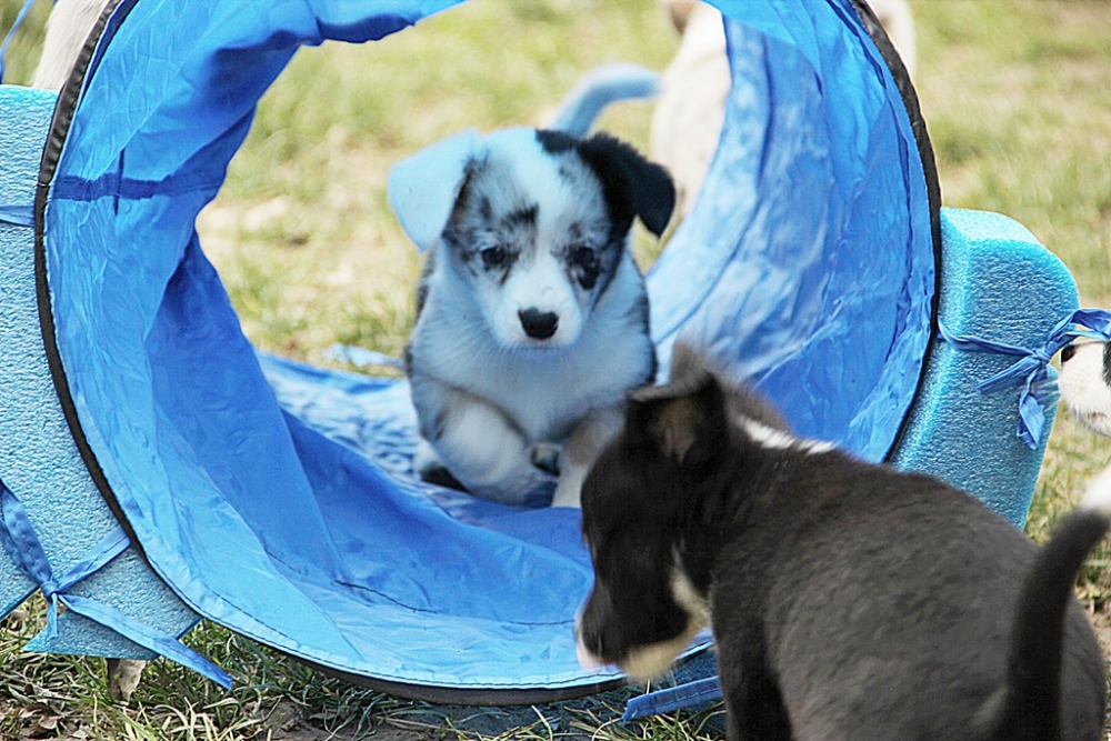 25 Febbraio 2019 - Wicca Almarosa Blu di Prussia - Blog La Terra dei Corgi