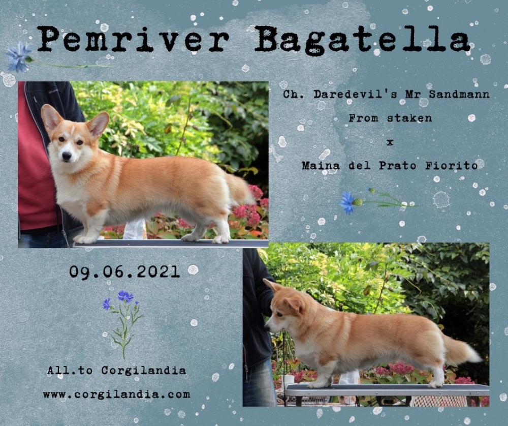 25/03/2023 - new entry - Tella (Pemriver Bagatella)